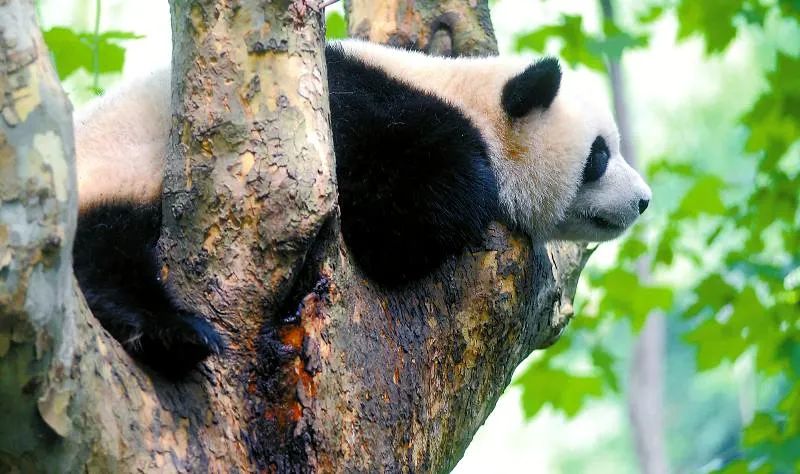 成都大熊猫繁育研究基地内的大熊猫在树上玩耍(四川日报记者 衡昌辉
