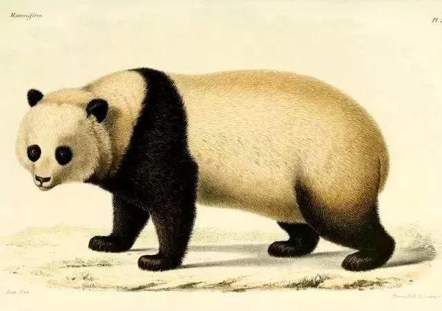 《巴蜀史志》（2019年第2期）纪念大熊猫科学发现150周年专刊出版
