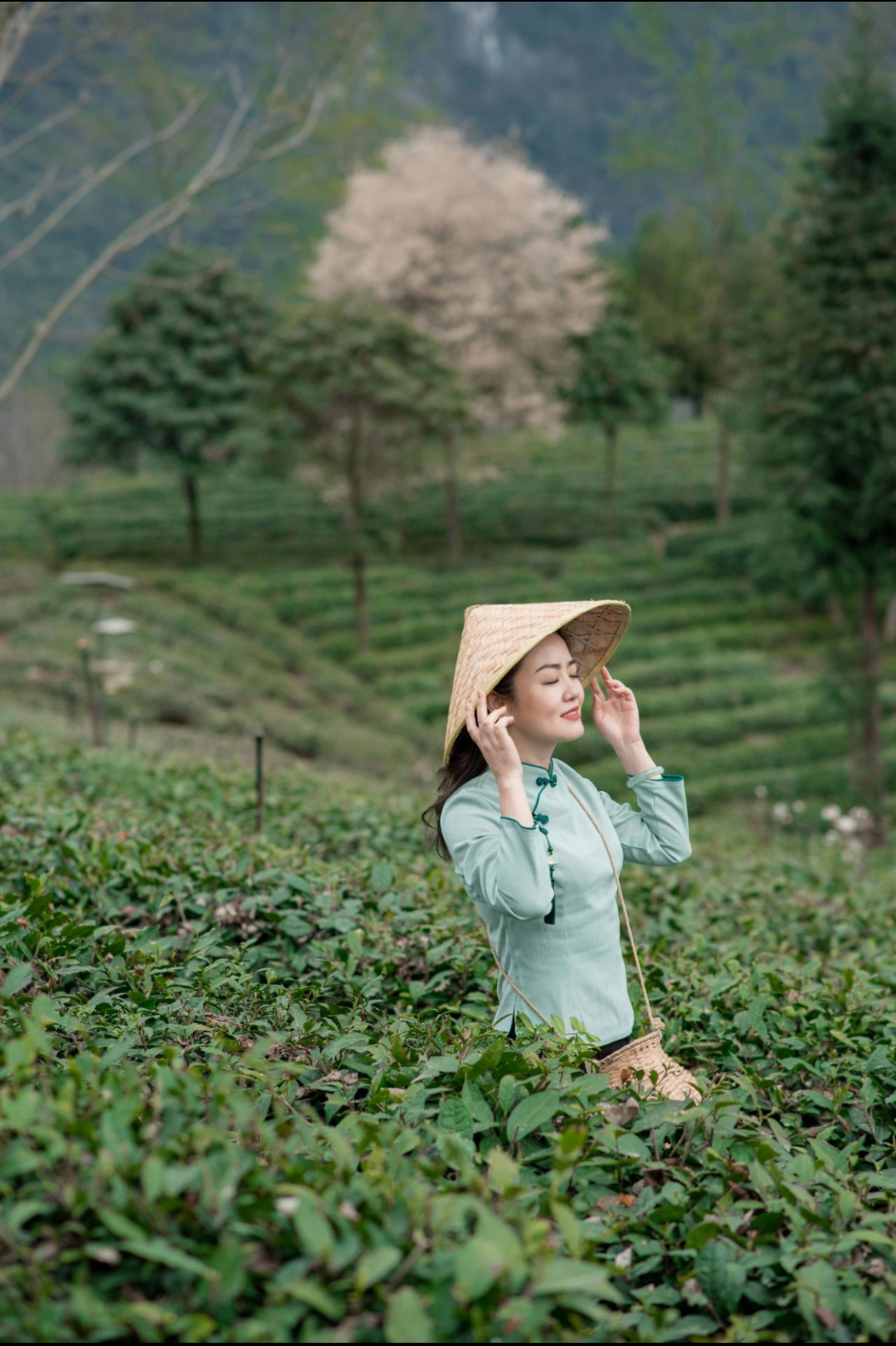 在这里,采茶制茶是盖头山的茶农们打开春天的方式,他们把整个春天的