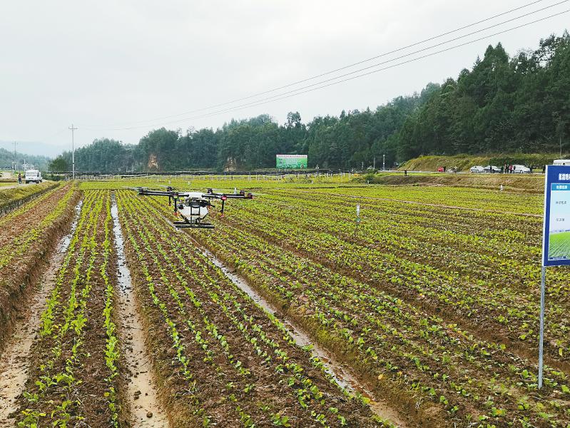 10月28日,巴中市恩阳区观音井镇楼房村的冬闲田土扩种油菜绿色高质