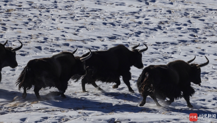 群牛踏雪奔腾迎牛年——看镜头下高原牦牛和它的小伙伴们