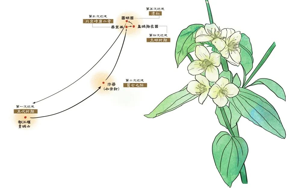 一朵太平花半部中国史从故宫回成都的千年奇花开了