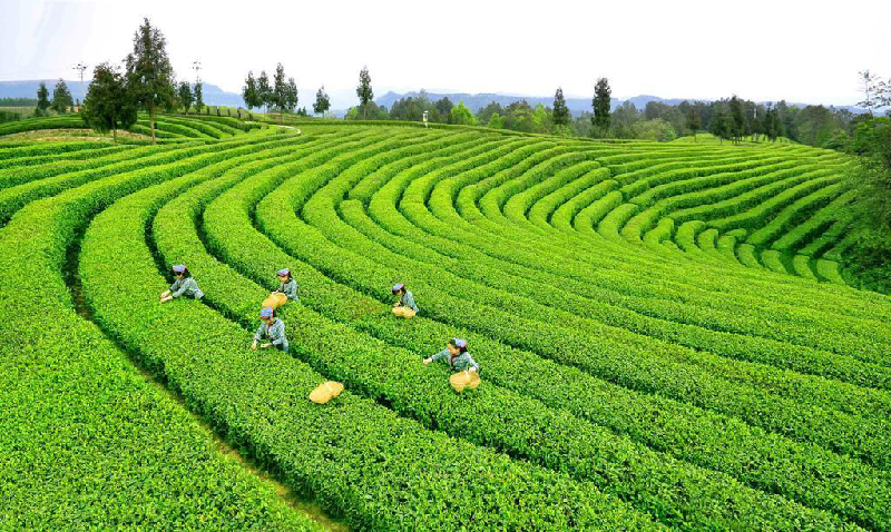 旺苍县建成全国最大黄茶生产基地