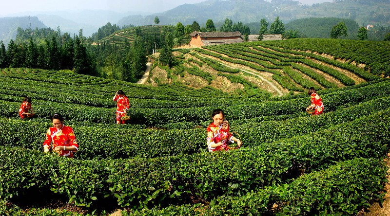 复立茶叶基地_副本_副本