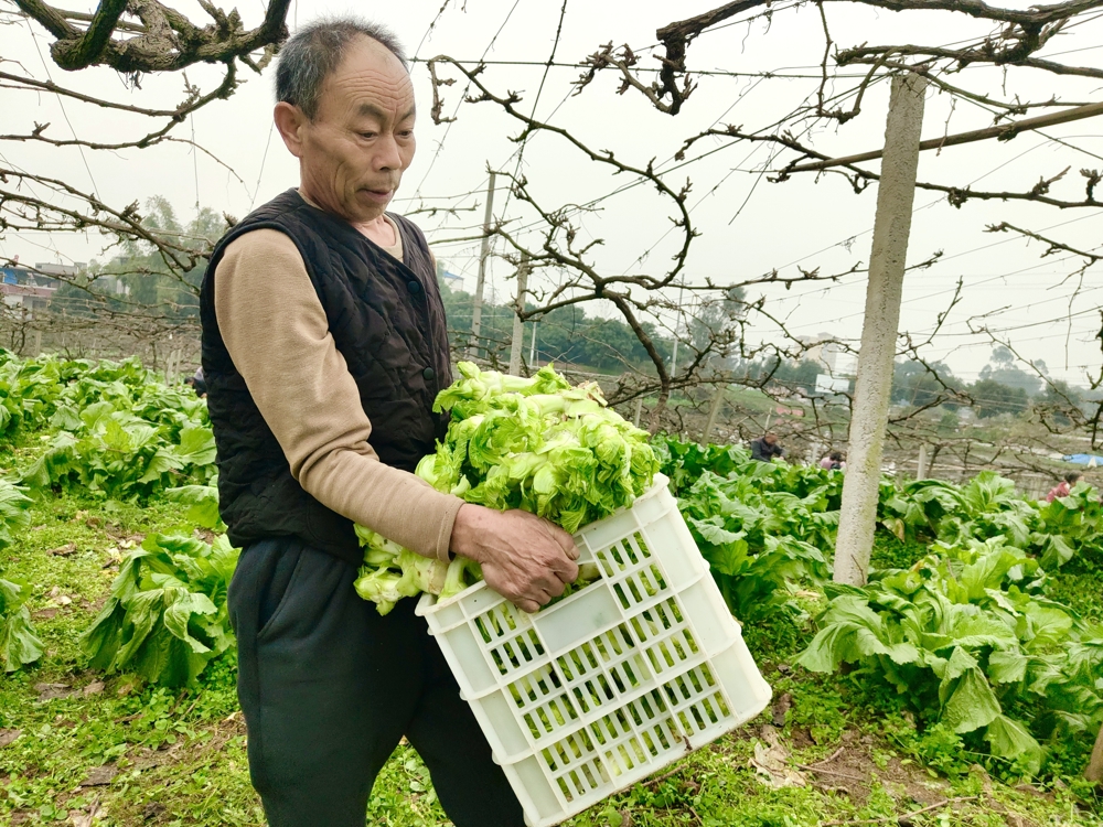 泸县得胜镇罐顶山村零散劳动力在紫桂缘家庭农场搬运砍好的儿菜