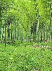 20250608四川日报图片