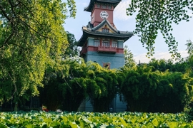 川大华西校区 荷花池里藏着的盛夏清凉