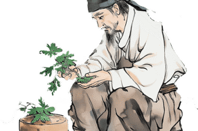 【特产】绵竹车前子：千年药香润乡土 乡村振兴新篇章‖李锐智 