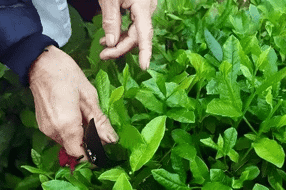 【特产】绵竹边茶 