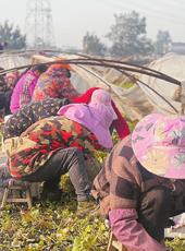  20251123四川日报图片