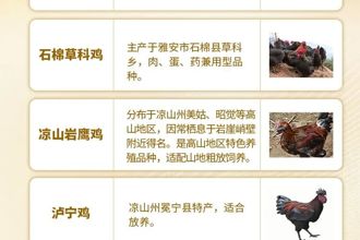 【特产】《四川土鸡图谱》来了！你喜欢吃哪种？