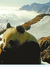  20251213四川日报图片