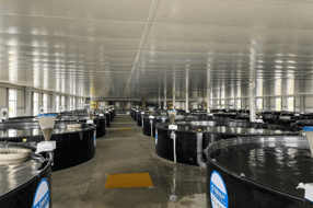 【乡村振兴】玉泉南美白对虾：清泉滋养下的养殖传奇 