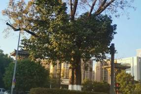 【风物】路中双奇树：两百年守望见证西昌城的呼吸！‖陈林 