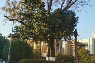 【风物】路中双奇树：两百年守望见证西昌城的呼吸！‖陈林 