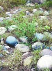  20260116四川日报图片