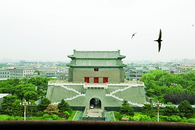 中轴线上的北京雨燕