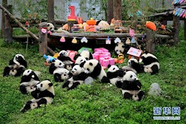 【新华网】四川卧龙：2018年出生的大熊猫幼仔集体过生日