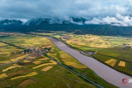 川西“调色板”上新 甘孜青稞成熟正当时